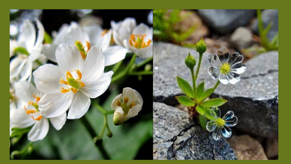 The Magic Flower That Reveals Its Crystal Soul