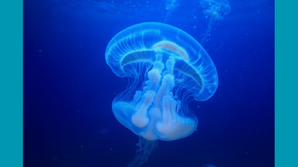 Le sentinelle trasparenti del mare profondo