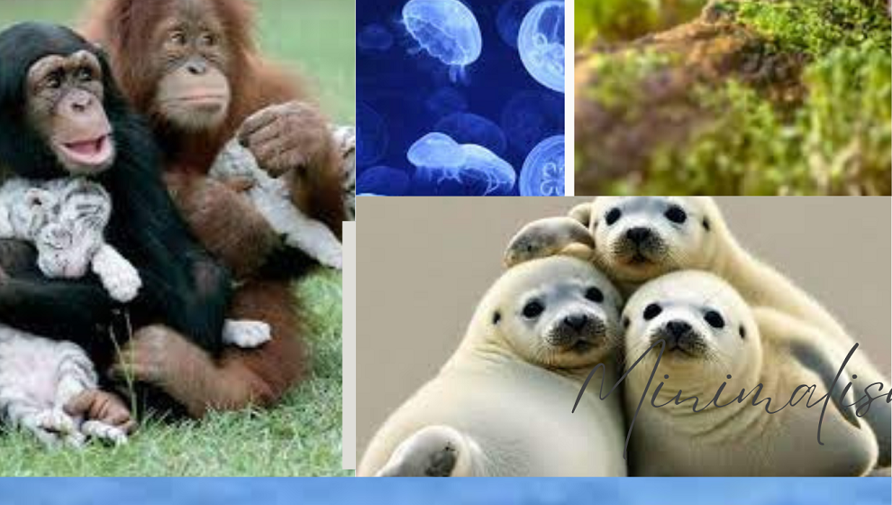Curious Affinities between Man and Animals