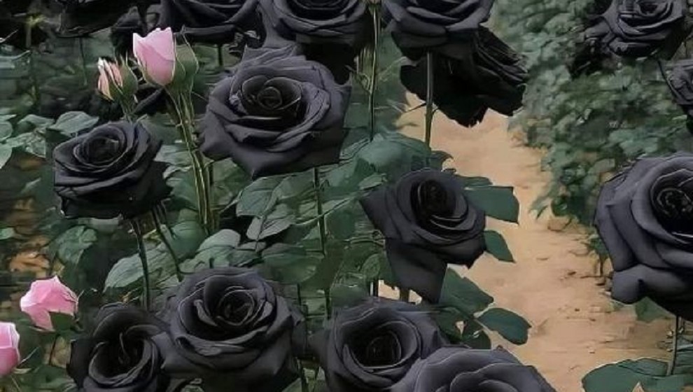 The Black Roses of Halfeti : A Treasure Unique in the World