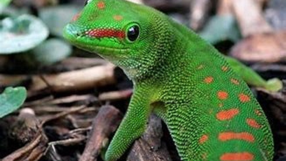 Geco: Il Portafortuna Invisibile e Prezioso