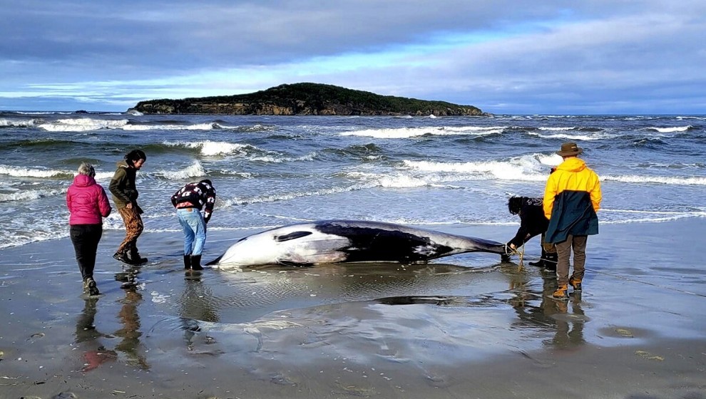 Carcass of a Very Rare Cetacean Found on a Beach in New Zealand.