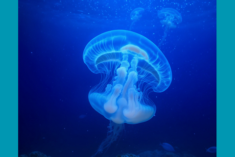 Le sentinelle trasparenti del mare profondo