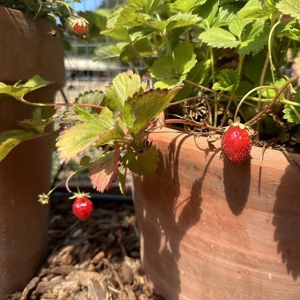 Sam Altman sta lavorando sul nuovo progetto Strawberry su X