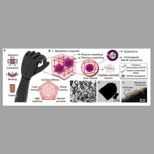 Muscoli artificiali rivoluzionari: morbidi come la pelle, forti come l’acciaio