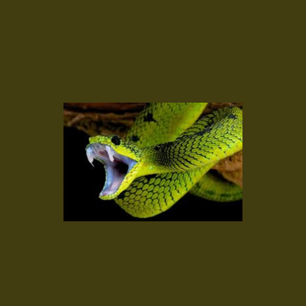Sviluppo di proteine progettate con l’AI per contrastare le tossine del veleno di serpente