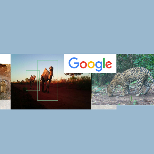 SpeciesNet, un modello di Google per classificare le specie nelle immagini