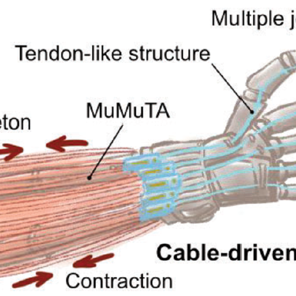 MuMuTA (attuatori di tessuti muscolari multipli) per costruire robot bioibridi