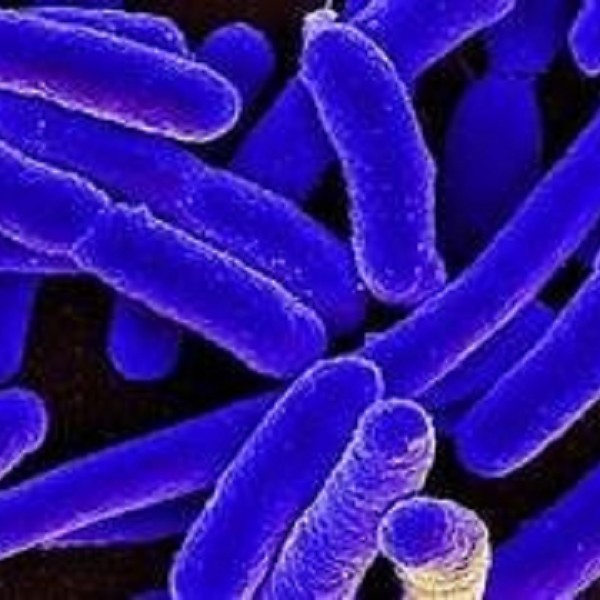 Un co-scienziato di Google risolve in 2 giorni ciò che ha richiesto anni di ricerca antimicrobica ai ricercatori