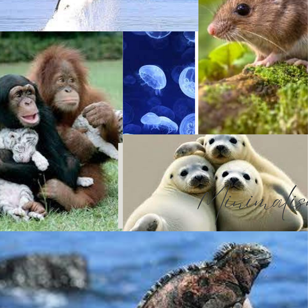 Curiose Affinità tra Uomo e Animali