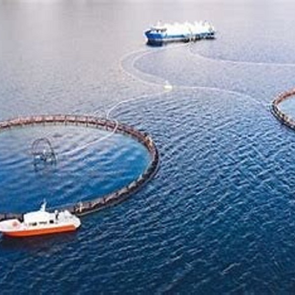 L’AI di Wittaya Aqua per Migliorare la  Produzione Ittica