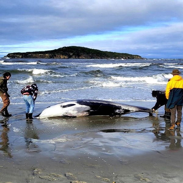 La Carcassa di un Cetaceo Rarissimo trovata su una Spiaggia in Nuova Zelanda