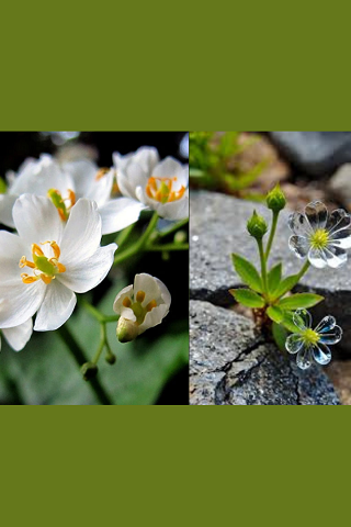 The Magic Flower That Reveals Its Crystal Soul