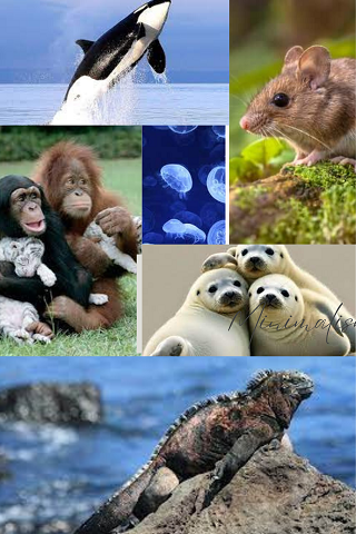 Curious Affinities between Man and Animals
