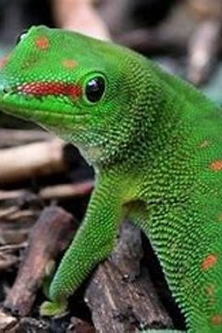 Geco: Il Portafortuna Invisibile e Prezioso
