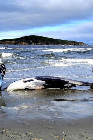 Carcass of a Very Rare Cetacean Found on a Beach in New Zealand.